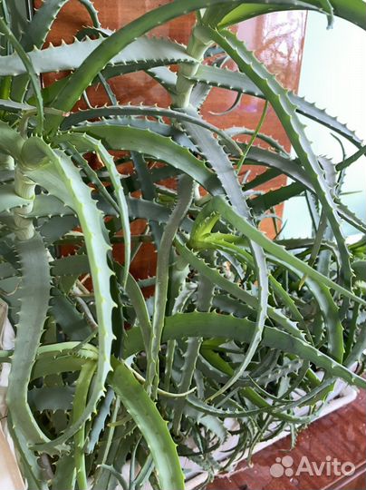 Алоэ 5 лет