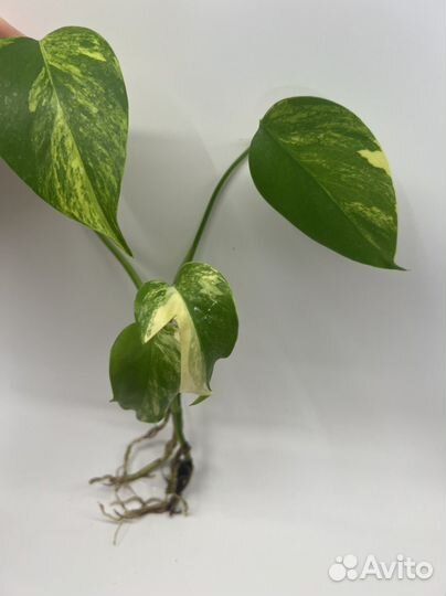 Монстера еллоу splash