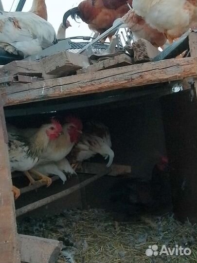 Петушки молодые