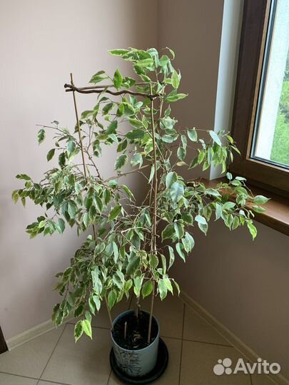 Фикус бенджамина