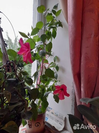 Китайская роза