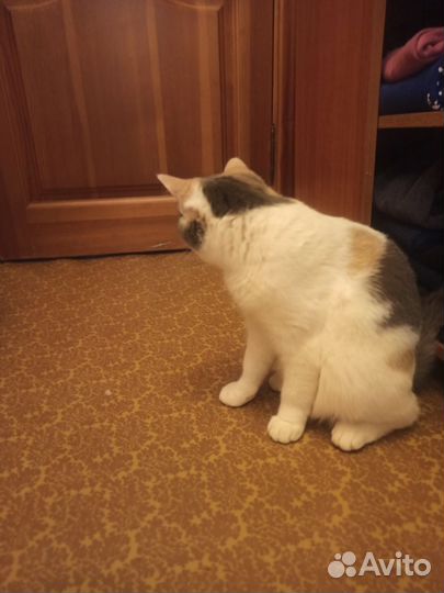 Кошка и кот в дар