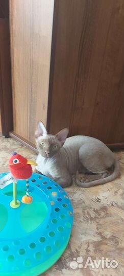 Циннамоновый девон-рекс