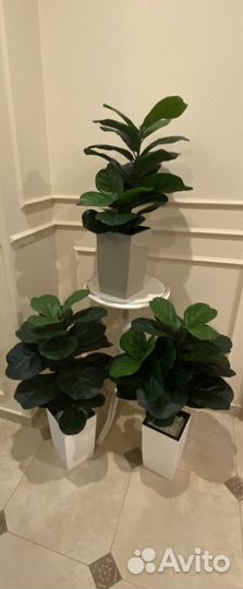 Искусственные растения фикусы зелень декор