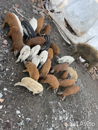 Венгерская мангалица