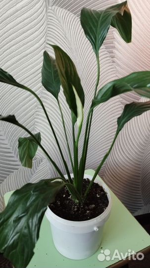 Cпатифиллум