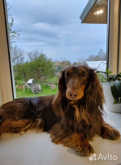 Длинношерстная такса mini вязка