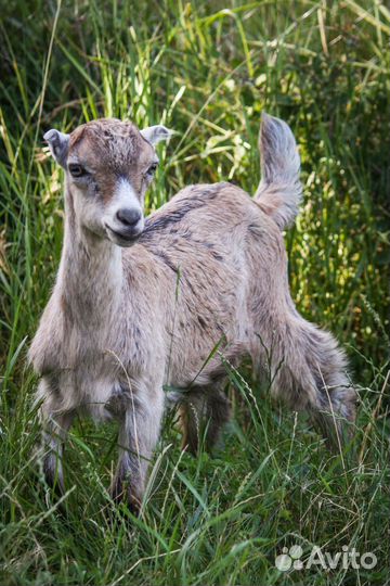 Камерунские, ламанча