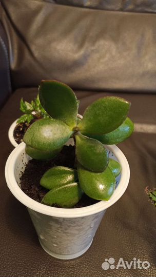 Комнатные растения