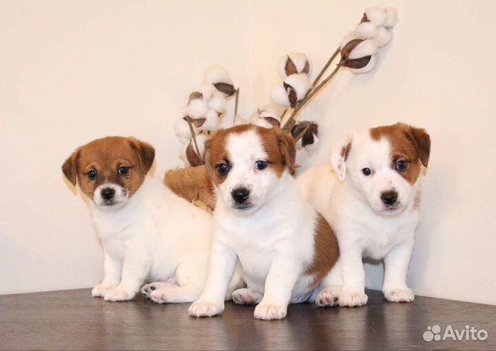 Очаровательные девчонки Джек Рассел терьера