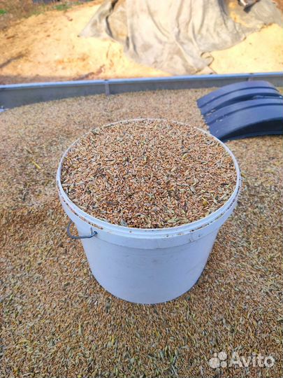 Зерноотходы