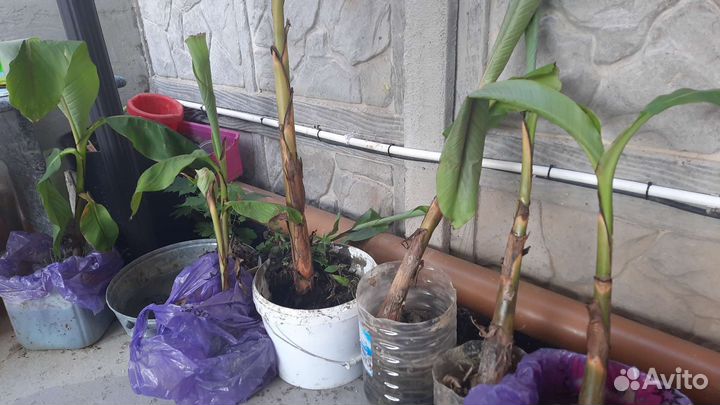 Пальма банановая