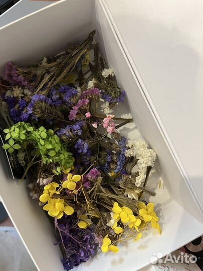 Сухоцветы для творчества