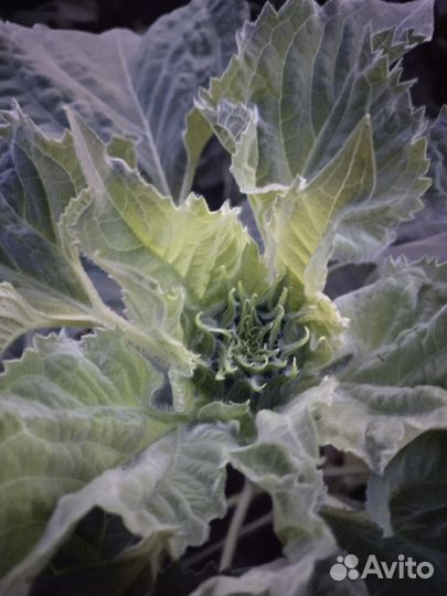 Внесение сзр Агродроном