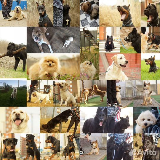 Дрессировка с проживанием у Кинолога (передержка)