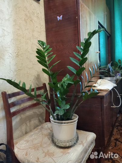 Замиокулькас