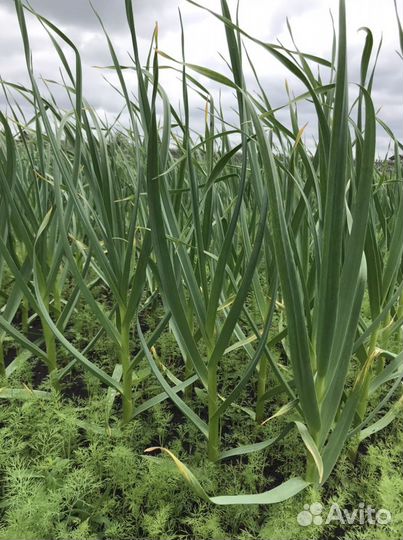 Чеснок озимый