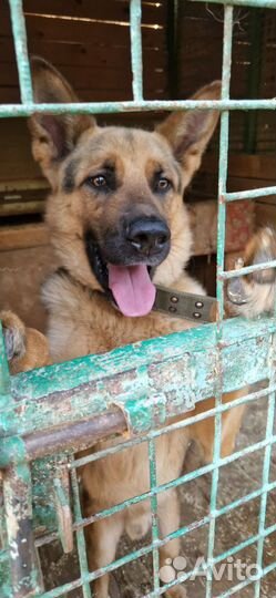 Малыш самая лучшая, красивая собака