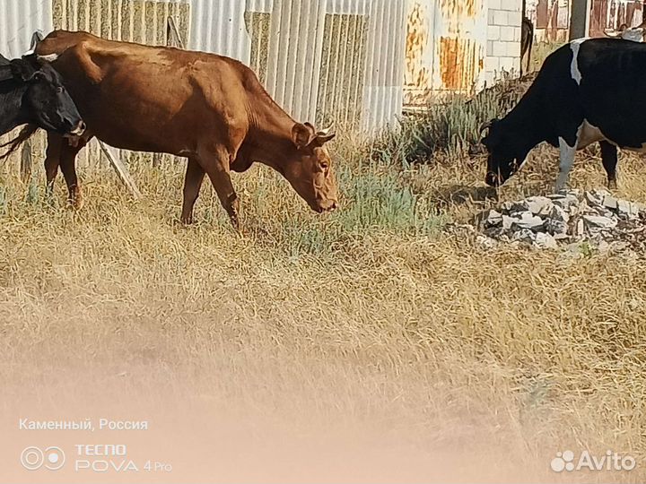 Дойные коррвы