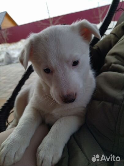 Щенок в добрые руки бесплатно