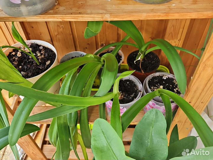 Гиппиаструм