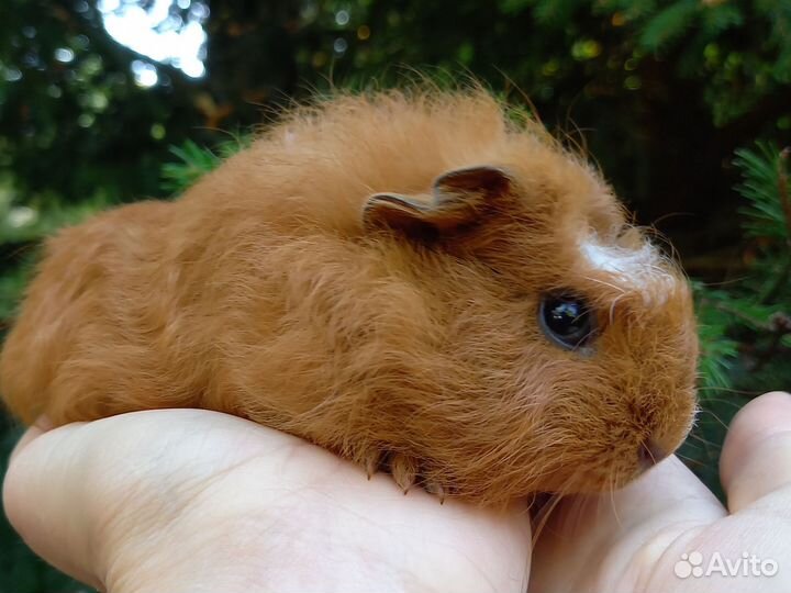 Морские свинки, мальчики