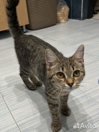 Обыкновенная кошка пятнистая пол года