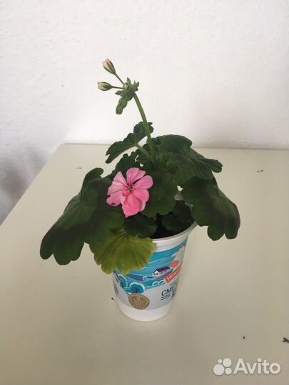 Герань розовая