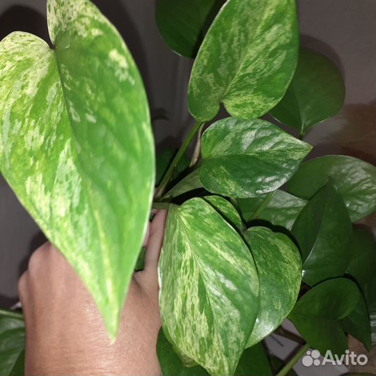 Сциндапсусы