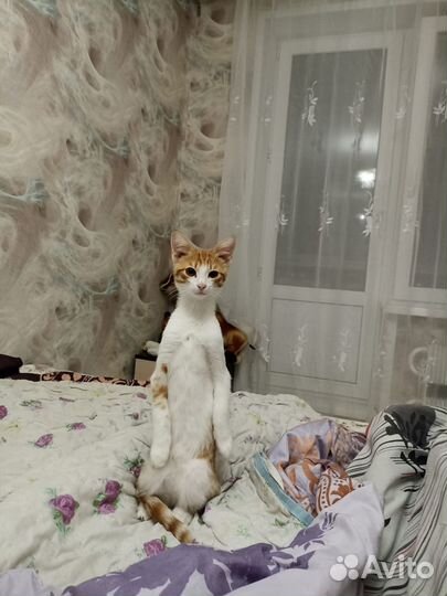 Котенок мальчик