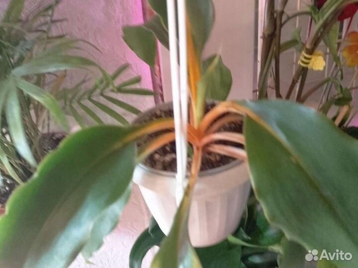 Цветы комнатные