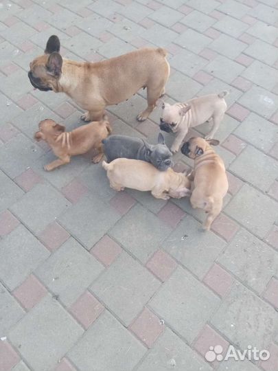 Французики