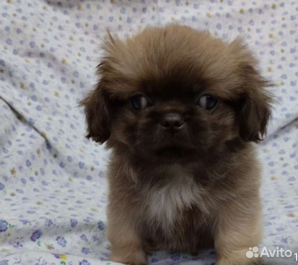 Щенки пекинеса