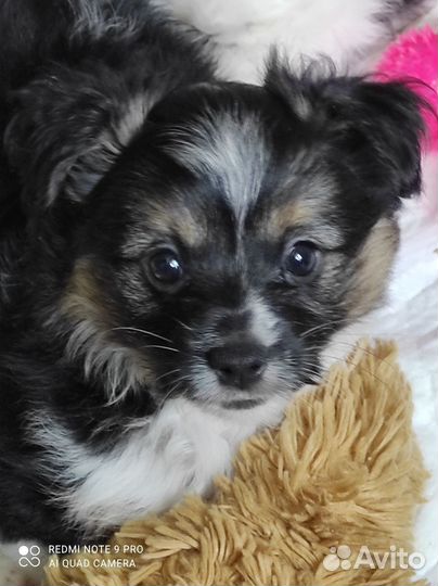 Щенки Бивер-Йорка