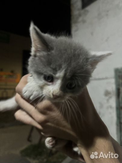 Котенок в добрые руки