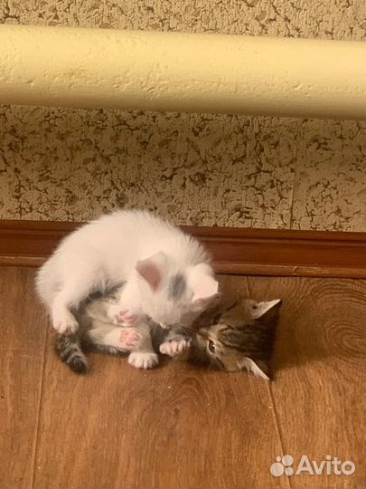 Отдам бесплатно