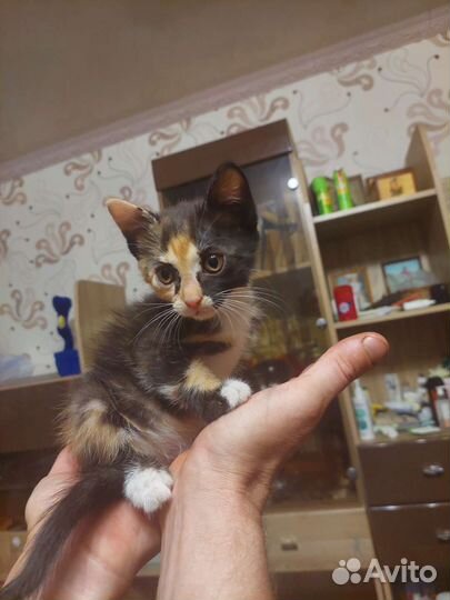 Кошка в дар бесплатно