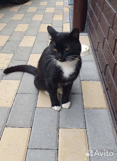 Кот ищет дом