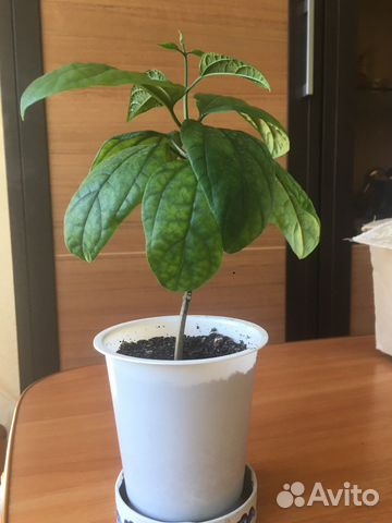 Клеродендрум томпсон