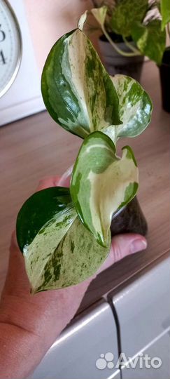 Сциндапсус хэппи лиф