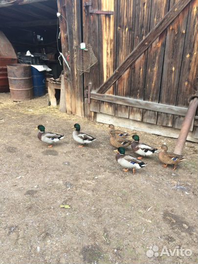 Селезни и утки подсадные