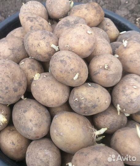 Картофель семенной