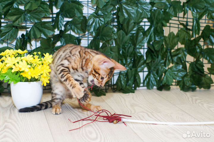 Бенгальский котик