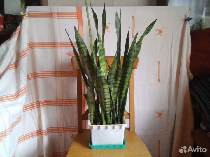 Сансевиерия