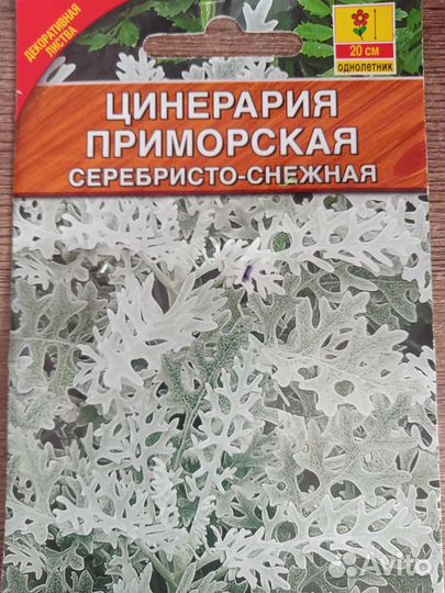 Цинерария рассада
