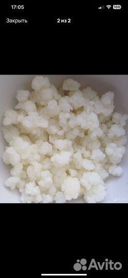 Тибетский гриб