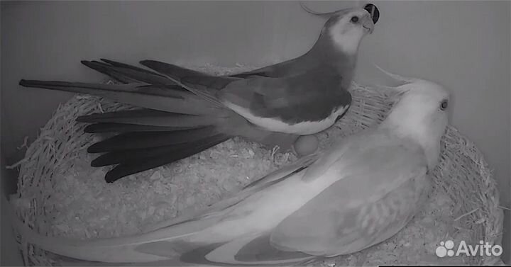 Пара корелл