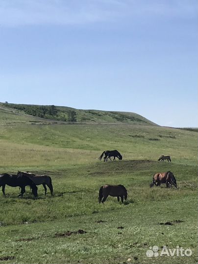 Кобылы и жеребята