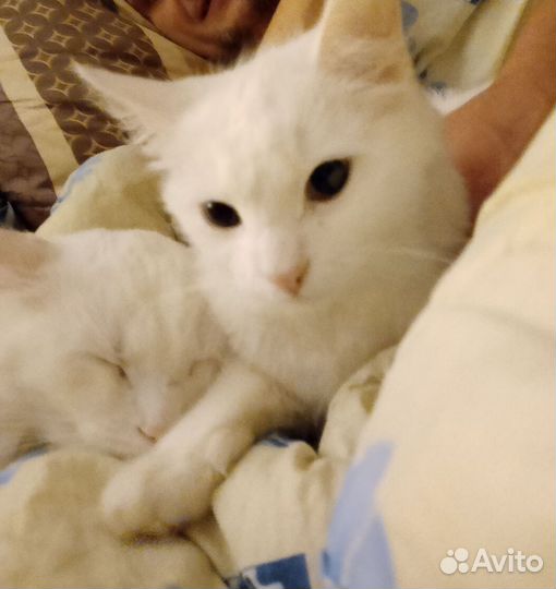 Отдам в добрые руки