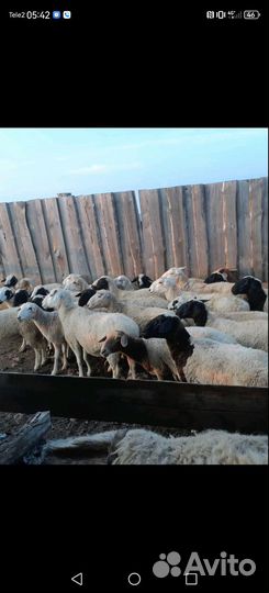 Валухи,бараны продам в Джидинском районе Боргой